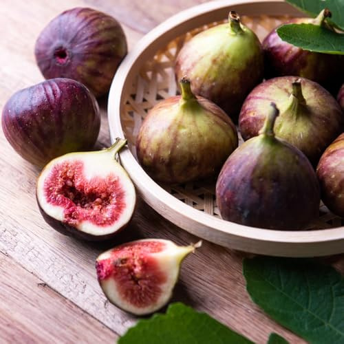 Semillas de higuera - de balcón enanos, resistentes invernaderos balcón regalos para jardineros extraño huerta exótico variedades antiguas 55pcs