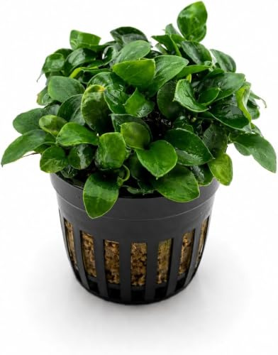AquaBreedingSkill Anubias Nana Bonsai Plante Aquarium Anubias barteri var Glabra – plante d’aquarium vivante pour eau douce, plante verte décorative pour aquarium, idéale pour poissons et crevettes