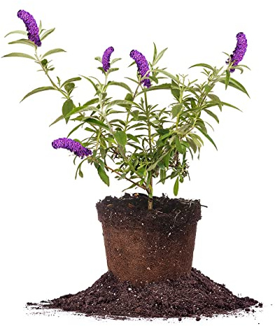 Perfect Plants Black Knight Butterfly Shrub 1 Gallon | Live Bush for Outdoor Planting | Attracting Pollinators Like Butterflies, Bees, and Hummingbirds | Beautiful Dark Purple Flowers in Summer