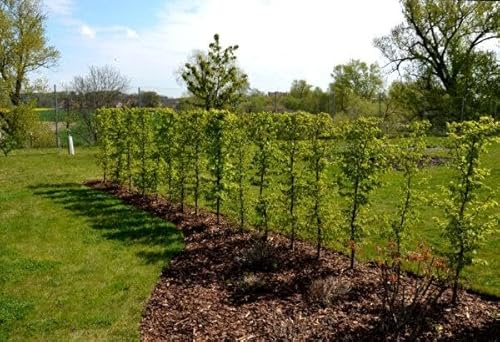 50st. Hainbuchen 175-200cm ohne Topf gemessen Heckenpflanzen Carpinus betulus Hecke Weißbuche Gartenhecke Hainbuche Heckenpflanzen