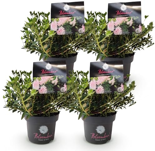 Green boutiQ - Rhododendron Nain - Rhododendron Bloombux Rose Clair - Buxus en fleurs - Peu d'entretien - Fleurs Rose Clair - 4 Plantes - Pot 17cm - Hauteur 30-40cm