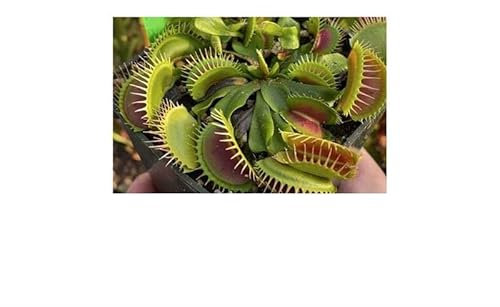 Stk - 5x Dionaea muscipula ARPC Venusfliegenfalle Pflanzen - Samen B1213 - Seeds & Plants Shop by Ipsa