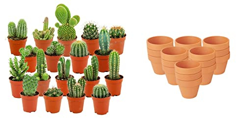 ZynesFlora Mini Kakteen im Set - 18 Stück im 8.1 cm Terrakotta Blumentopf - Kleiner Kaktus Zimmerpflanze Sammlung - Höhe: 5-10 cm