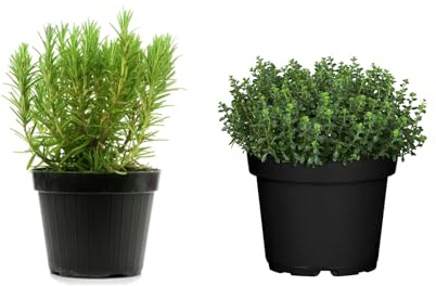 Pack Tomillo + Romero Plantas Naturales Aromáticas de uso Culinario