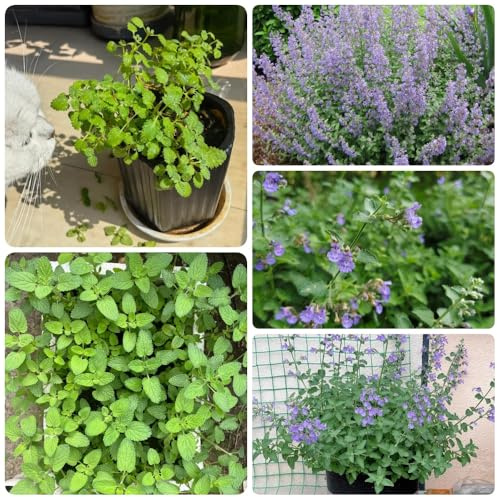Katzenminze Kaufen, Nepeta cataria, Minze, heilkräuter stauden winterhart mehrjährig kräuterpflanzen alte sorten nachhaltige produkte exotische 600Samen