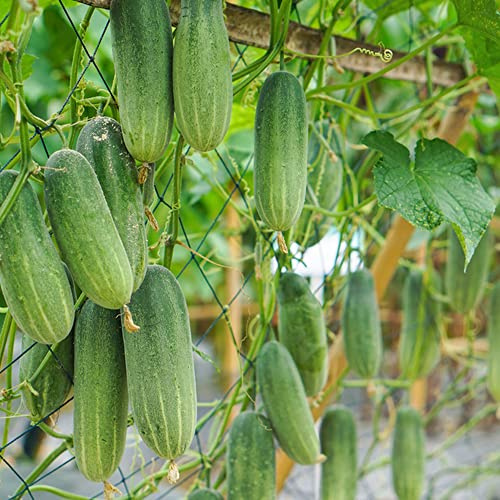 pepinos cultivados al aire libre trepadoras exóticas semillas de pepino de jardín resistentes Camas elevadas el jardín sostenibles semillas 1000semillas