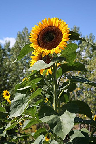 Riesen-Sonnenblume Helianthus annuus 20 Samen