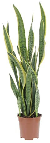 KENTIS - Sansevieria Trifasciata Laurentii - Piante da Interni Vera Purifica Aria - Pianta Grassa da Appartamento - H 45-55 cm Vaso 17 cm