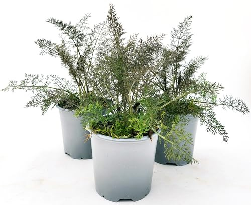 POWERS TO FLOWERS - FOENICULUM VULGARE, FINOCCHIO NERO, FINOCCHIETTO, 3 PIANTE, VASO 14CM, piante vere