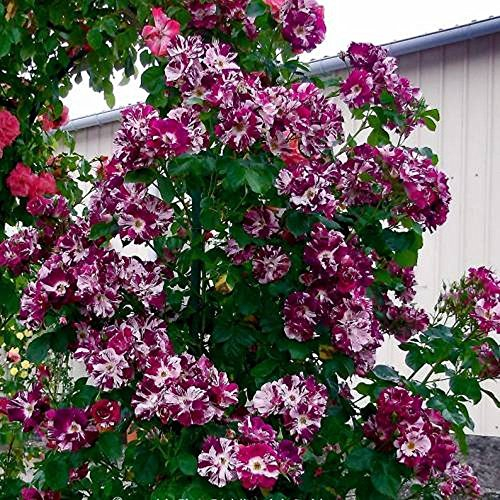 Lila Spritzen Kletterrose Samen