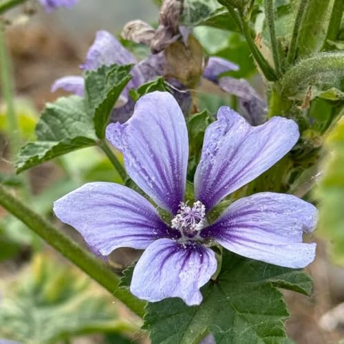 semi di malva selvatica, balcone di malva di campo, aiuole rialzate, ombra, recisi 500pcs