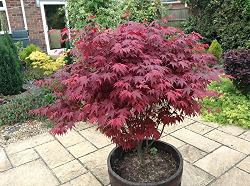 Japanese Purple Maple Tree, Acer Palmatum Atropurpureum Plant, 15-20cm Tall In a 9cm Pot 3fatpigs®