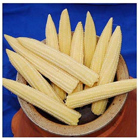 Premier Seeds Direct MINITURE Sweet Corn - SWEETCORN - MINIPOP F1-55 Seeds