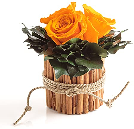 Rosenbox rund 3 echte infinity Rosen in Vase aus Zimtstangen lange haltbar 3 Jahre (Gelb, 3 Rosen)