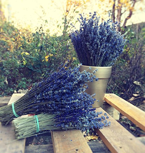 Harrington Marley LARGE BUNCH PROVENCE LAVENDER FLOWERS DRIED FLOWER BOUQUET 300 STEMS FRAGRANT WEDDING CRAFTS DECORATION