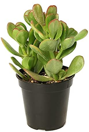 Crassula Ovata Planta de Jade 20cm Planta de la Suerte Suculenta