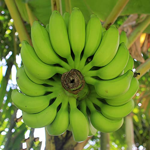semillas de plátano decorativas enanos Camas elevadas para el jardín semillas de bonsái interior comprar bonsáis banano 50pcs