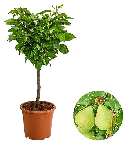 Dehner Zwergbirne Luisa, saftige Früchte, ca. 80-90 cm, 6 l Topf | Pyrus communis, zwergförmiger Obstbaum, Befruchter-Sorte benötigt, Erntezeit August/September