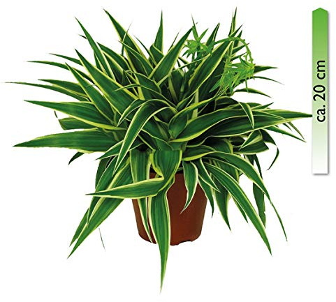 Chlorophytum Ocean Pot de 15 cm de hauteur env. 20 cm de hauteur