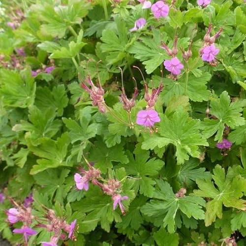 6x Géranium vivace rhizomateux - Geranium macrorrhizum ‘Czakor’ - Godet 9x9cm