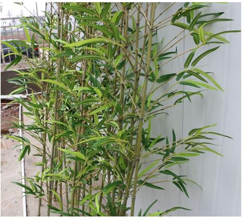 LYDZT Plantas de bambú Artificial para árbol Falso/Pantalla divisoria de ambientes/Adornos Decorativos de jardinería, bambú Artificial Realista de 5 a 6 pies de Alto para Interiores y Exteriores,
