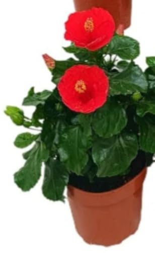 Planta natural Hibiscus Sinensis, 25-30 cm. Hibisco. Planta ornamental de flores grandes y coloridas, ideal para jardines. Color de la flor enviado al azar. Segura Garden.