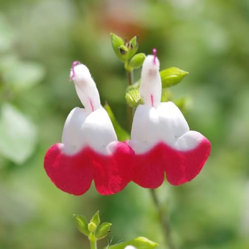 semi di salvia - per esterno, resistenti rampicanti, giardino, balcone, 500pcs