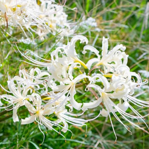 Lirio araña - Lycoris radiata decoración Parterres elevados 4bulbos