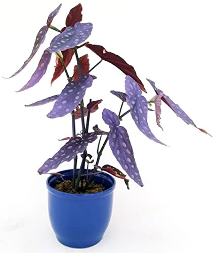 POWERS TO FLOWERS - BEGONIA MACULATA COLOR LIFE VIOLA IN VASO CERAMICA VIOLA, pianta vera
