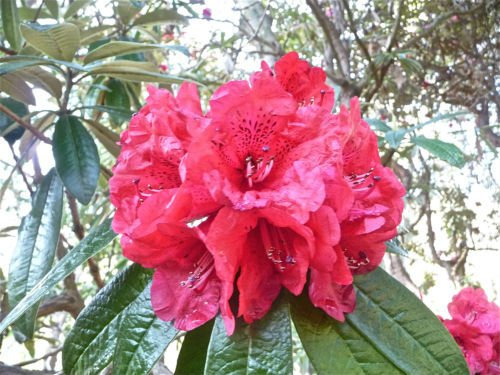 Rododendro RODODENDRO Arboreum semi!