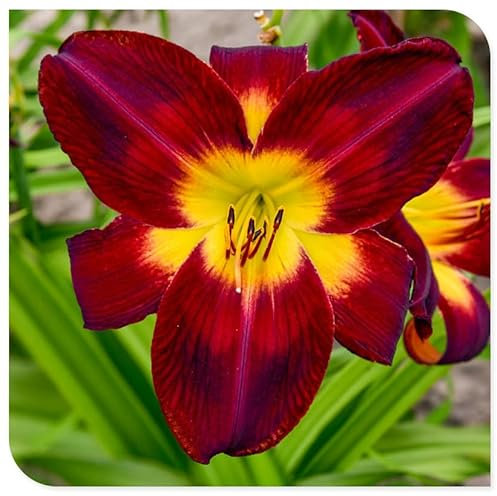 Daylily Bulbs，Strong Plants That Grow Well/Mix Golden Jade Carving Feels Perfect.-5 Bulbs-B