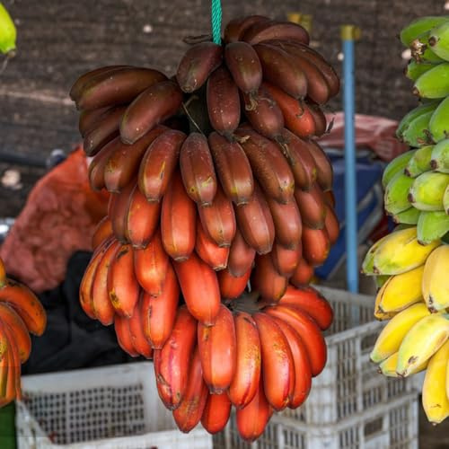 semi di banana, semi di banano, resistenti per il giardino Gli da frutto nani sono resistenti semi da balcone 60pcs