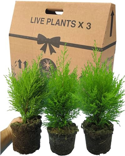 3 Small Conifers for Pots - Grown in Large 1Ltr Pots. Easy Care, Established Ornamental Hardy Garden Ready Evergreen Cupressus Goldcrest Wilma. Perfect as a Centrepiece in Baskets, Tubs & Patio Pots.