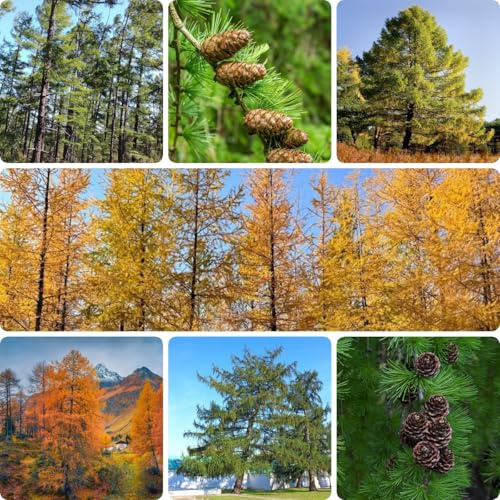 30 piezas Semillas de alerce - Larix decidua resistente, árbol bonsái semillas de árboles, regalos de jardín para mujeres. semillas de árboles, regalos de jardín para mujeres. Comprar