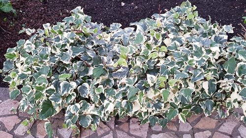 Hedera algeriensis 'Gloire de Marengo' / Lierre d'Algérie panaché/Conteneur de 3 à 4 litres/Tuteuré