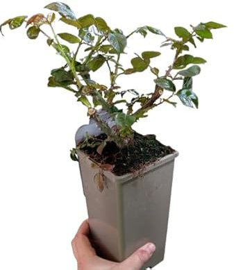 Rosal Arbustivo Rosa Natural – Planta Viva Ideal para Jardínes o Terrazas