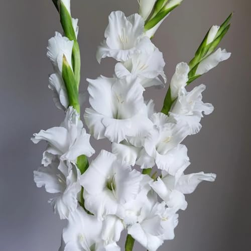 Gladiolen, indoor garten topfpflanzen bodendecker zwiebelblumen gartenpflanzen balkonpflanzen zimmerbonsai steingarten gartenblumen outdoor exotische zimmerpflanzen gewächshaus 6Zwiebeln