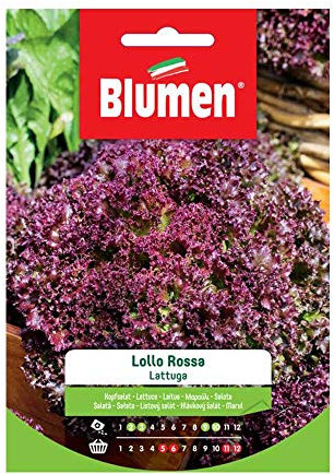 SEMI LATTUGA LOLLO ROSSA BLUMEN