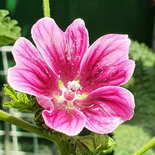 semi di malva perenne resistente decorativi, decorazioni di malva rampicanti resistenti, biologici di campo, 1000pcs