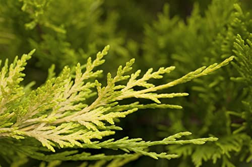 Cupressocyparis leylandii 'Gold Rider' 125-150 cm - Leyland-Zypresse, goldgelbes Laub, ideal als Hecke, schnellwachsend, winterhart, pflegeleicht