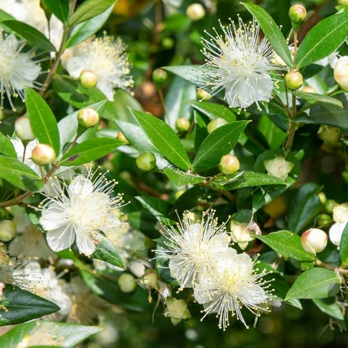 YouGarden Myrtus communis, Common Myrtle Evergreen Shrub, 1 x 18cm Pot, Fragrant Leaves, White Flowers Hardy Plant