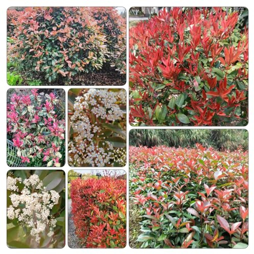 semi Photinia red robin - balcone resistenti autunnale, resistenti interno 400pcs