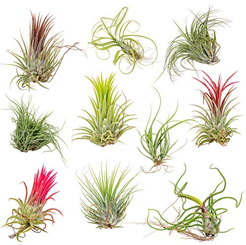 Bloomique - 10er Mix - Tillandsia - Tillandsien - Luftpflanzen Echt - Sehr Pflegeleicht - Höhe 5-15 cm