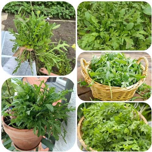semi di rucola biologici, rare per giardino da esterno semi esotiche verdi balcone serra invernali 600pcs