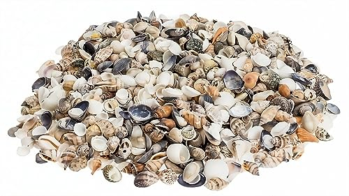 NaDeco Muschelmix 'Small', ca. 1kg | Bastelmuscheln | Dekomuscheln | Muscheln und Schnecken im Mix zum Basteln & Dekorieren | Maritime Tischdekoration | Maritime Dekoration | Muscheln und Schnecken