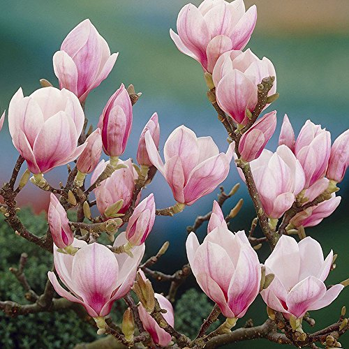 Magnolia Soulangeana, auch als Saucer-Magnolie bekannt, ist ein laubabwerfender Strauch, der als Topfpflanze für den Außenbereich geeignet ist.