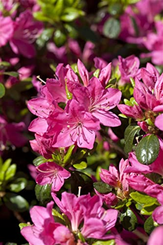 Rhododendron obtusum 'Kermesina' 15-20 cm – Winterhart, Immergrün, Mehrjährig – Japanische Azalee – Zierstrauch für Kübel & Beet