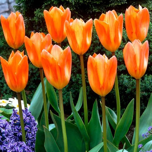 5 Long-Stemmed Orange Tulip Bulbs - Stunning Spring Flowers, Perennial Beauties for Landscape Gardens – Cultivated for UK Climate Conditions