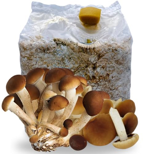 acquaverde | 1 Kit Coltivazione Funghi Pioppini, Agrocybe aegerita, Micelio selezionato di Prima Scelta, Facile Coltivazione, Balletta da 3 Kg