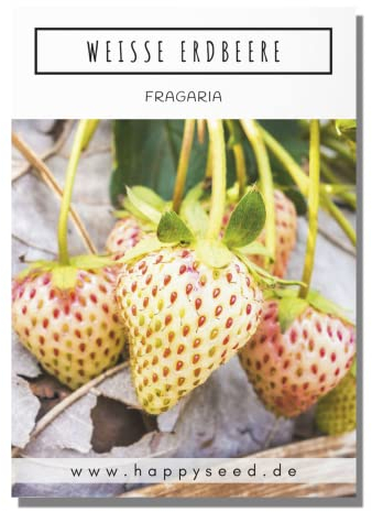 Weiße Erdbeeren Samen (Fragaria) - Nährstoffreiche Erdbeer Samen ideal für die Anzucht im Garten, Balkon oder Terrasse